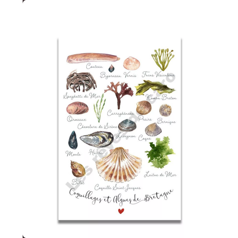 Carte Aquarelle LES COQUILLAGES ET ALGUES DE BRETAGNE - Les rêves de Caro - Achat en ligne - Jaines