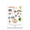 Carte Aquarelle LES COQUILLAGES ET ALGUES DE BRETAGNE - Les rêves de Caro - Achat en ligne - Jaines